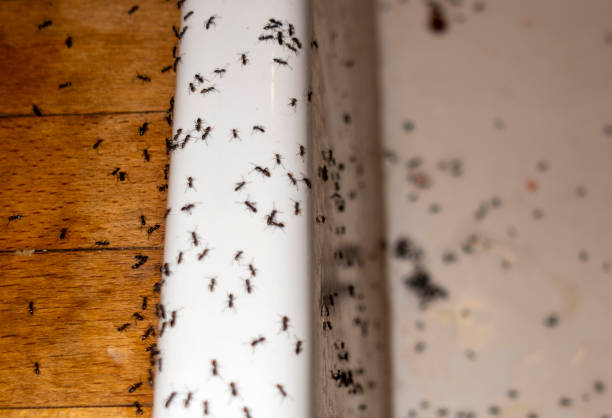 Best Best Pest Control Companies  in Gunter, TX